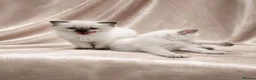 Ragdoll cats for sale: Gorgeous Ragdoll kittens - Advert 10