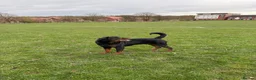 Rottweiler dogs for stud: 🇩🇪BEAR🇩🇪 - Advert 4