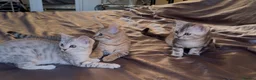 Mixed Breed cats for sale: STUNNING SCOTTISH BENGAL HYBRID KITTENS - Advert 4