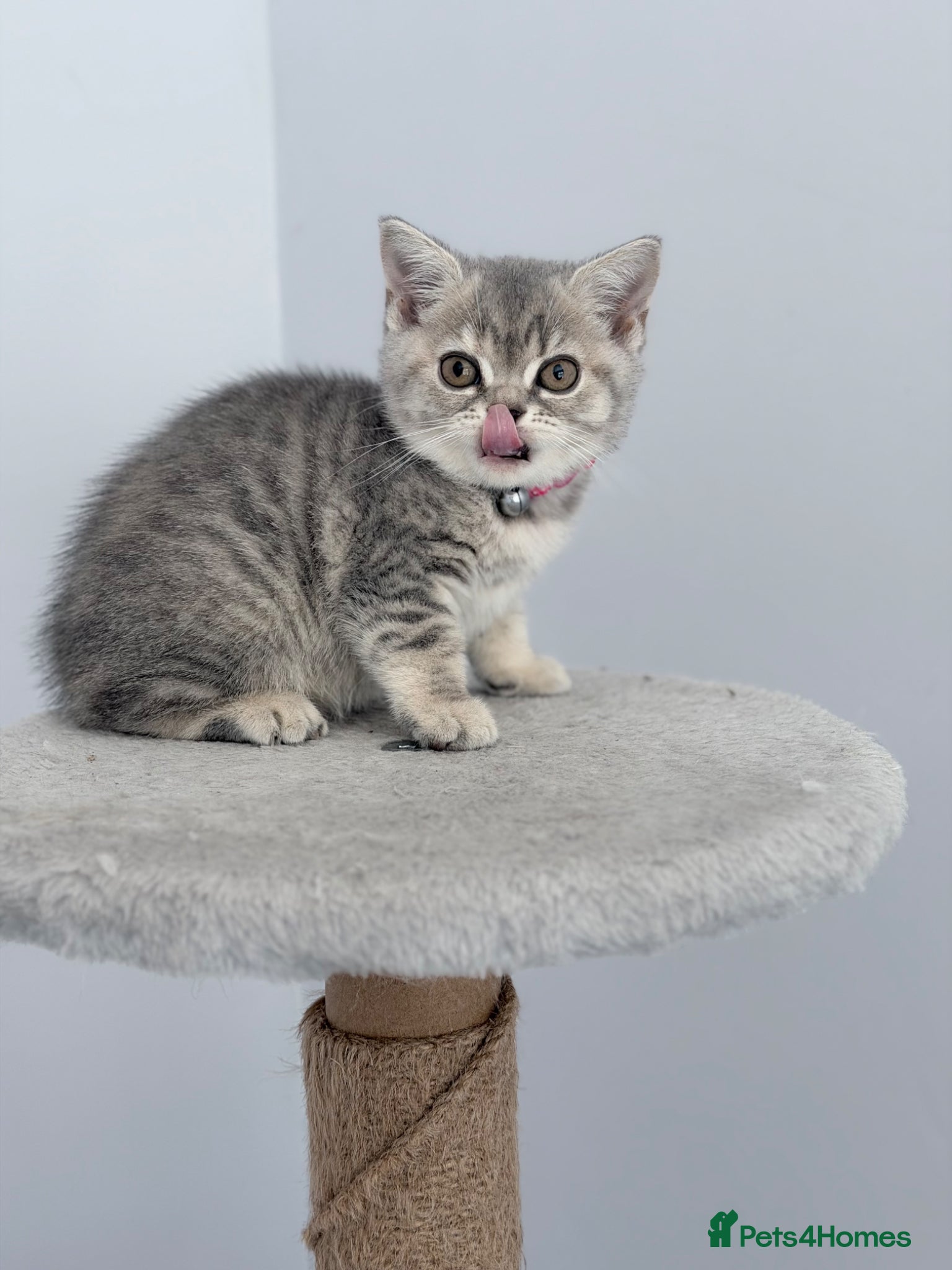British Shorthair cats last GCCF British shorthair kitten to reserve - Advert 2
