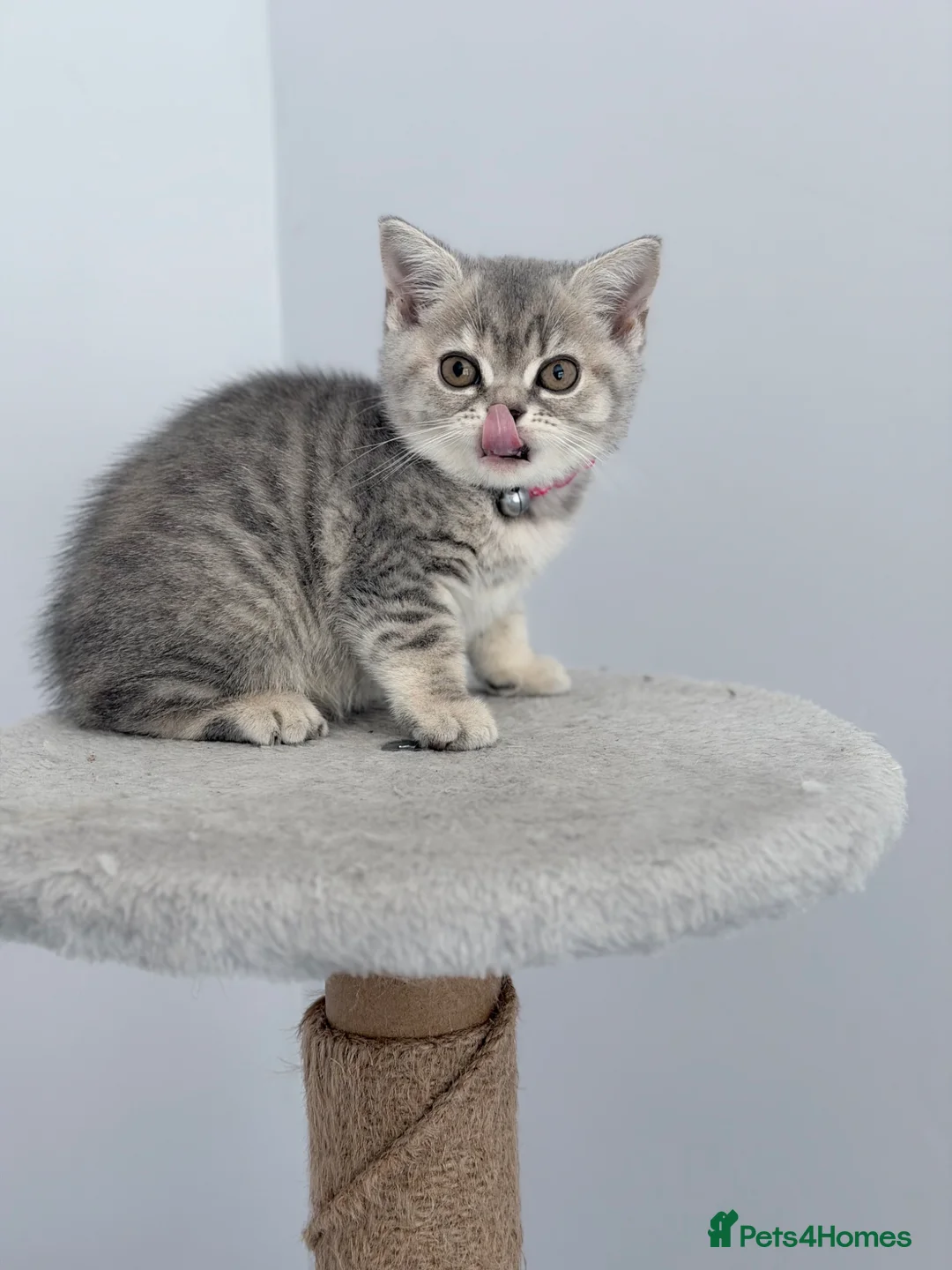 British Shorthair cats for sale: last GCCF British shorthair kitten to reserve - Advert 2