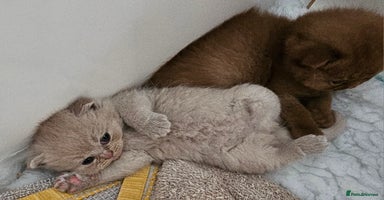 British Shorthair cats - Advert 1