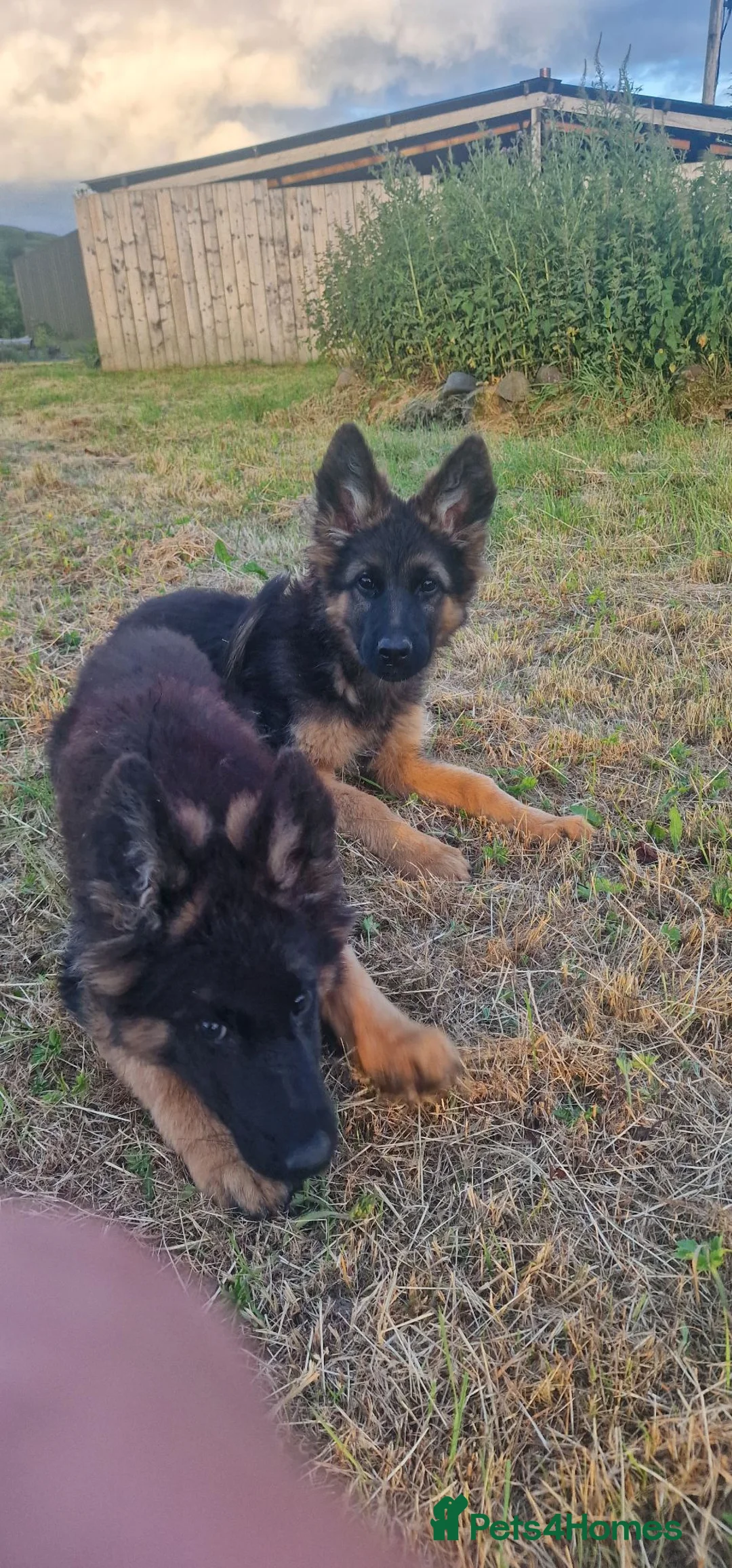 German Shepherd dogs for sale: German Shepherd pups - Advert 9