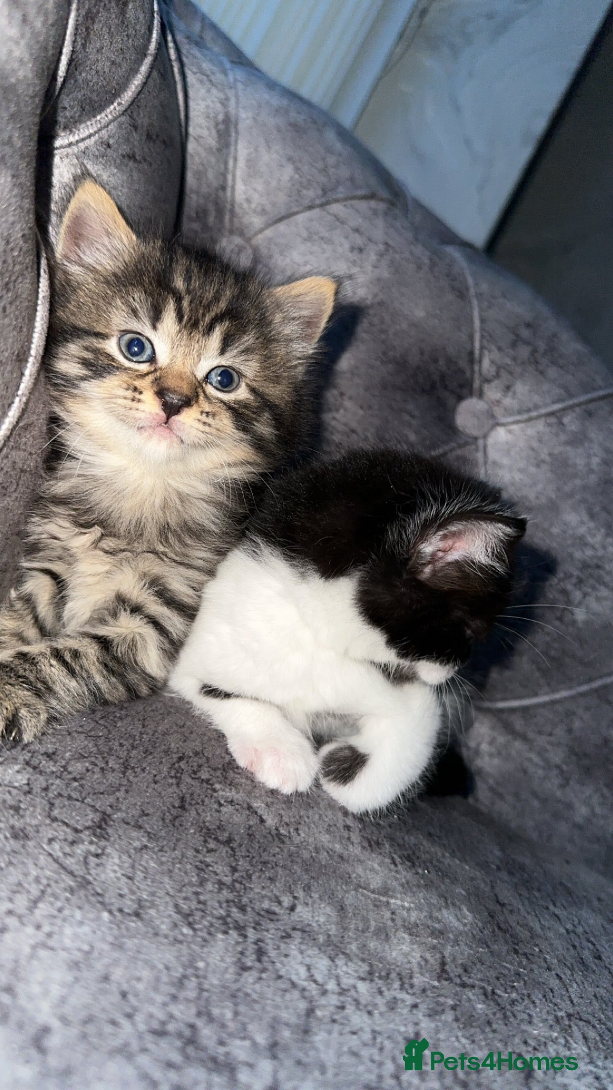 Domestic Shorthair cats Beautiful tabby and black-and-white kitten - Advert 1