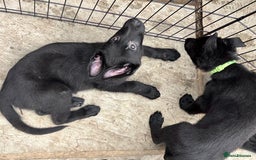German Shepherd dogs for sale: Beautiful Black German Shepherd Puppies - Image 13