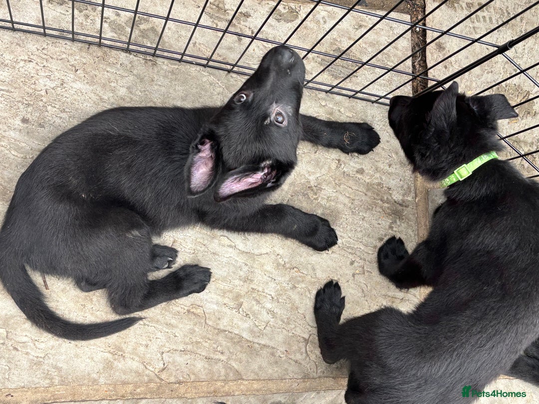 German Shepherd dogs for sale: Beautiful Black German Shepherd Puppies - Image 13