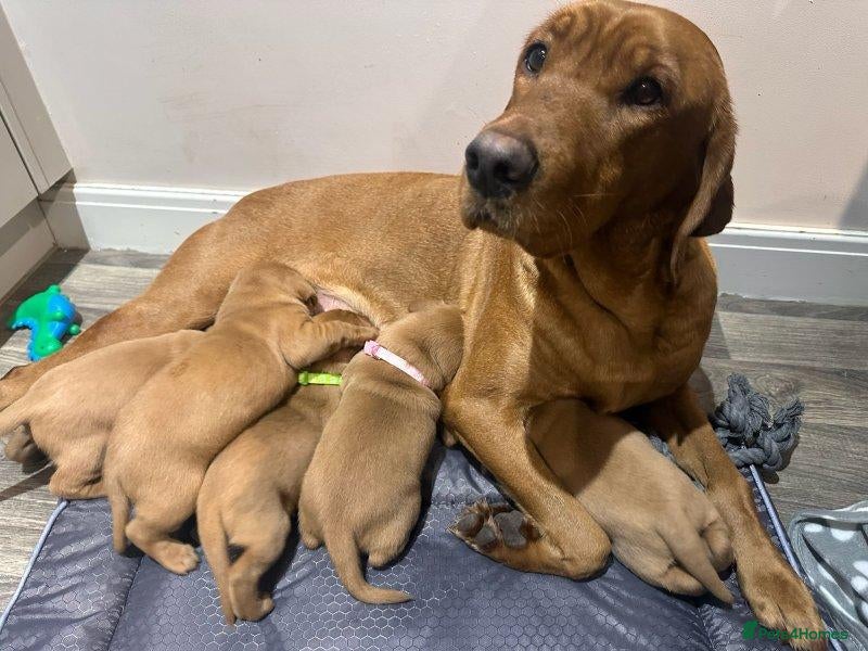Labrador Retriever dogs Beautiful Fox-Red Labrador Retriever Puppies. - Advert 2