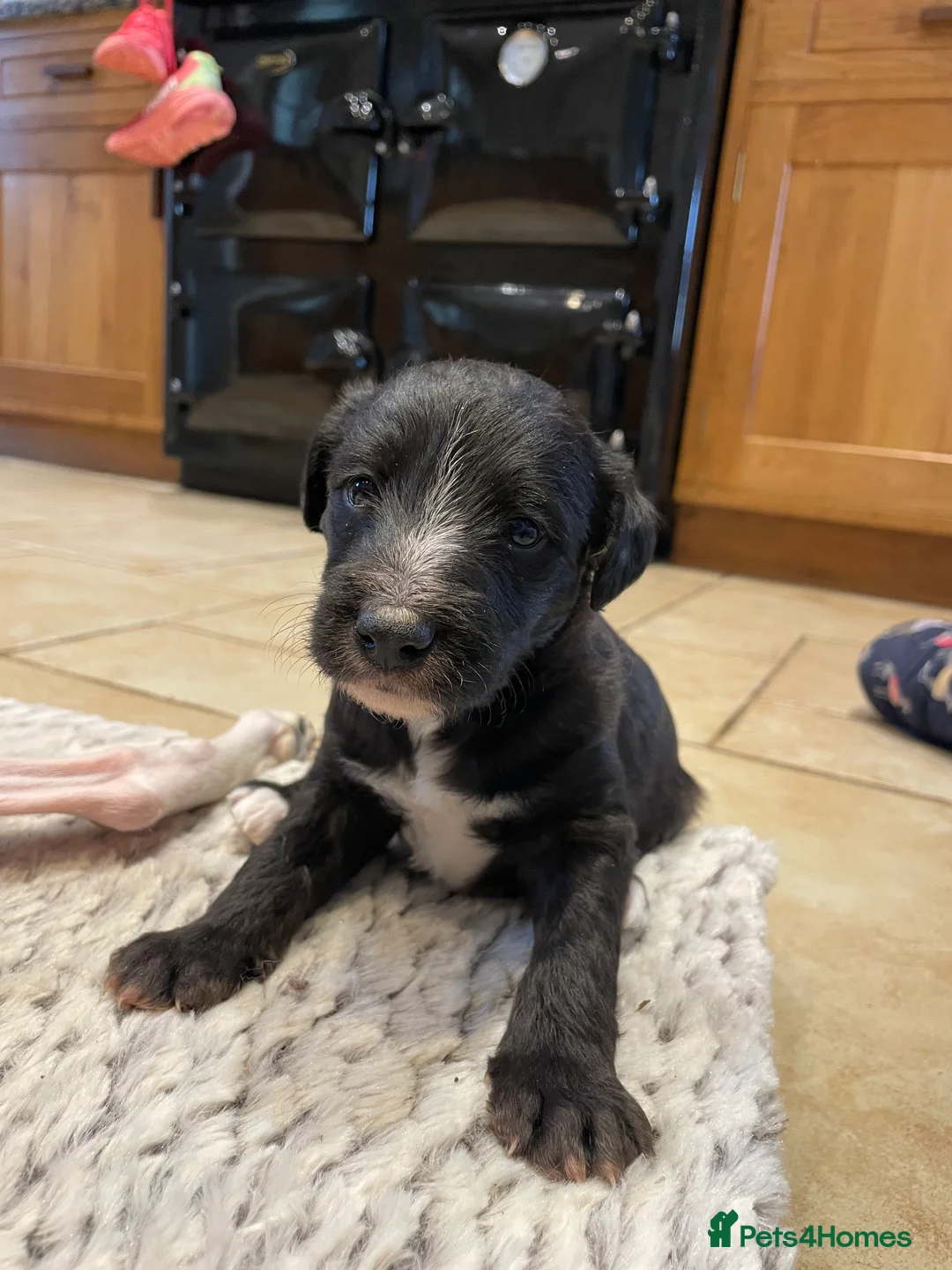 Mixed Breed dogs for sale: Bedlington Whippet Pups  - Advert 5