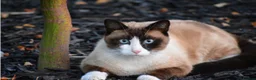 Siamese cats for sale: Siamese beautiful girl kitten  - Advert 1