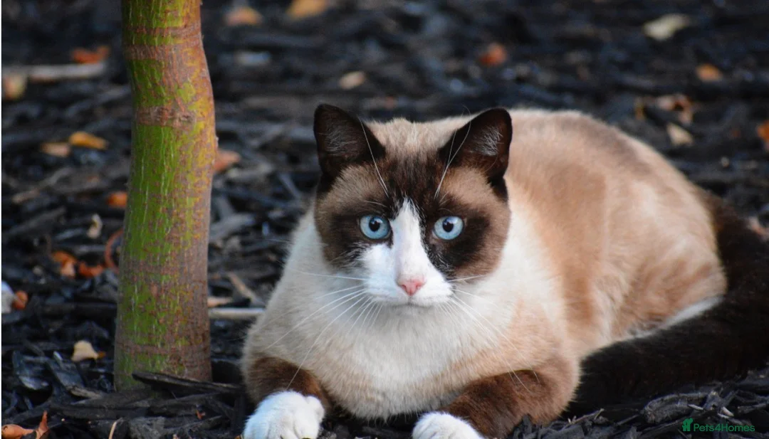 Siamese cats for sale: Siamese beautiful girl kitten  - Advert 1