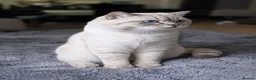 British Shorthair cats for stud: 🌊Proven STUD 🟦BSH Colourpoint King TICA/GCCF   - Advert 5