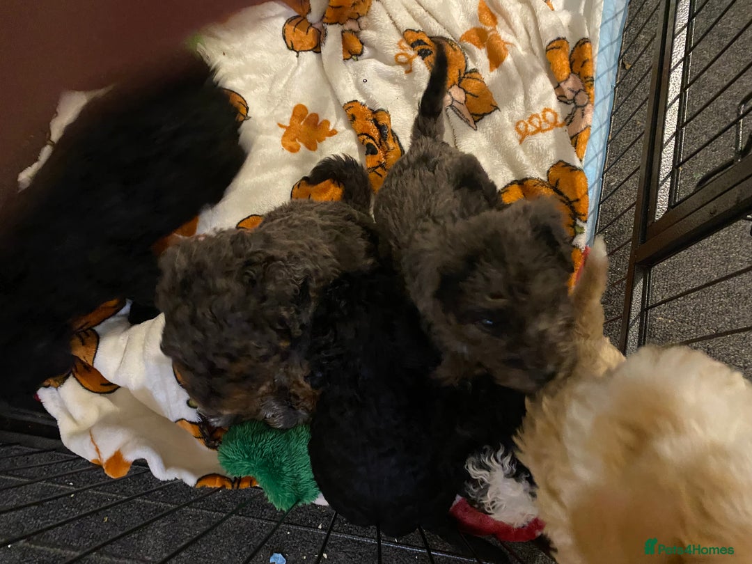 Toy Poodle dogs for sale: Beautiful Toy Poodle Pups  - Advert 19