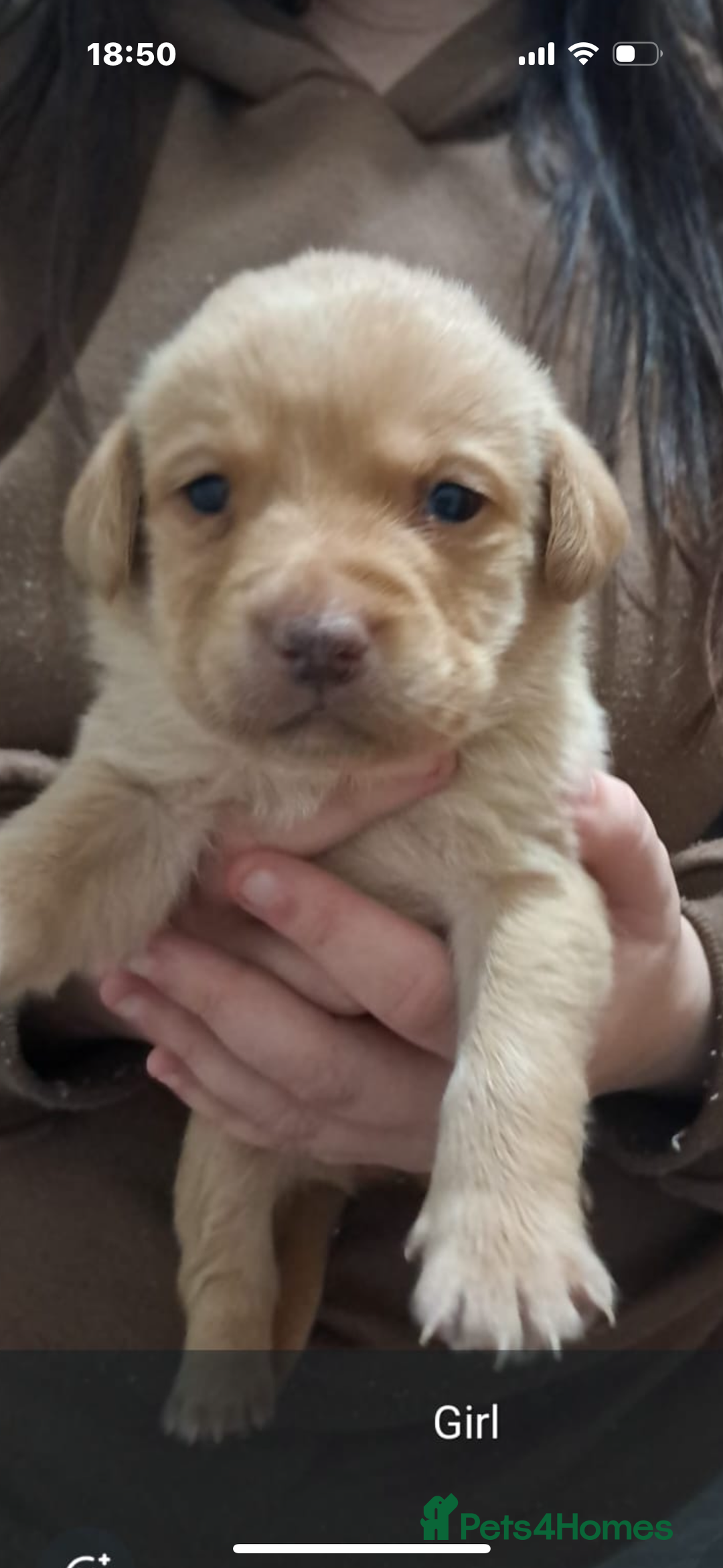 Labrador Retriever dogs for sale: Litter of 8 Labrador puppies  - Advert 16