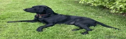 Labrador Retriever dogs for sale: KC Registered Labrador Puppies in Leominster - Advert 1