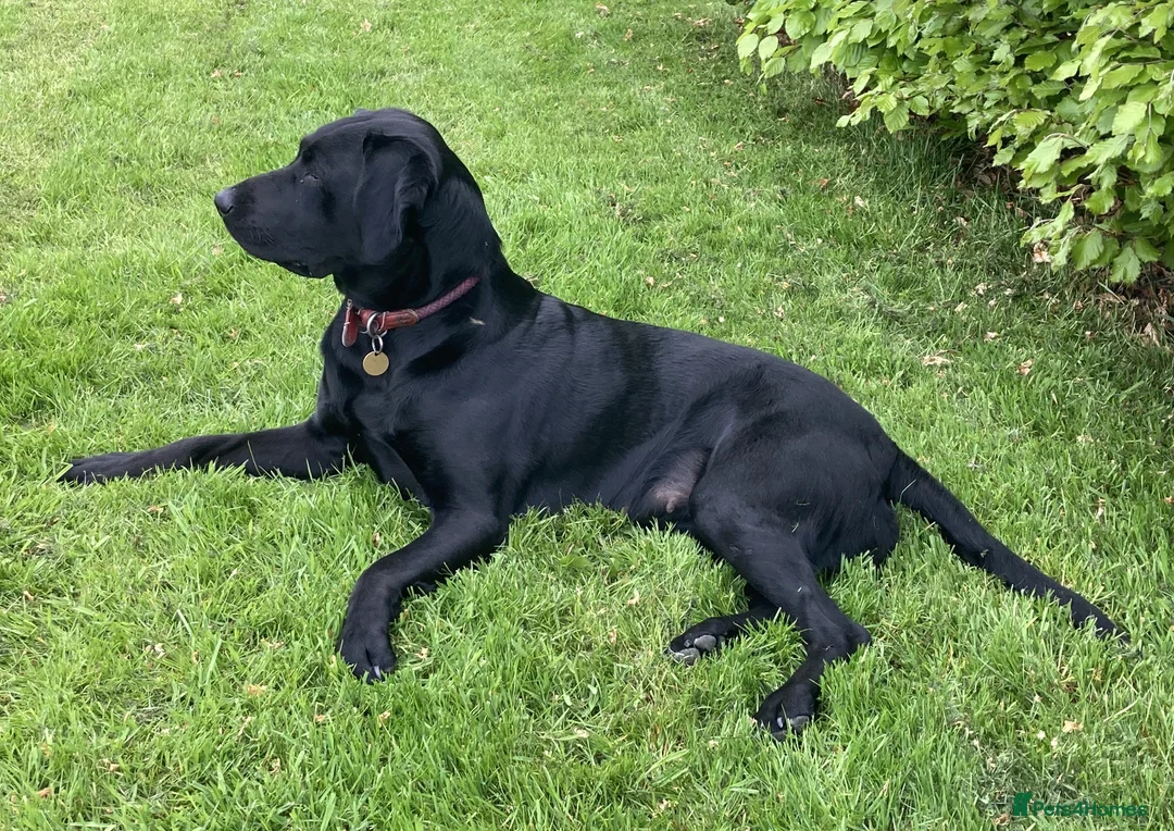 Labrador Retriever dogs for sale: KC Registered Labrador Puppies in Leominster - Advert 1