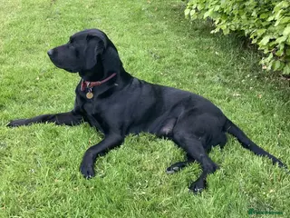 Labrador Retriever dogs KC Registered Labrador Puppies - Advert 1