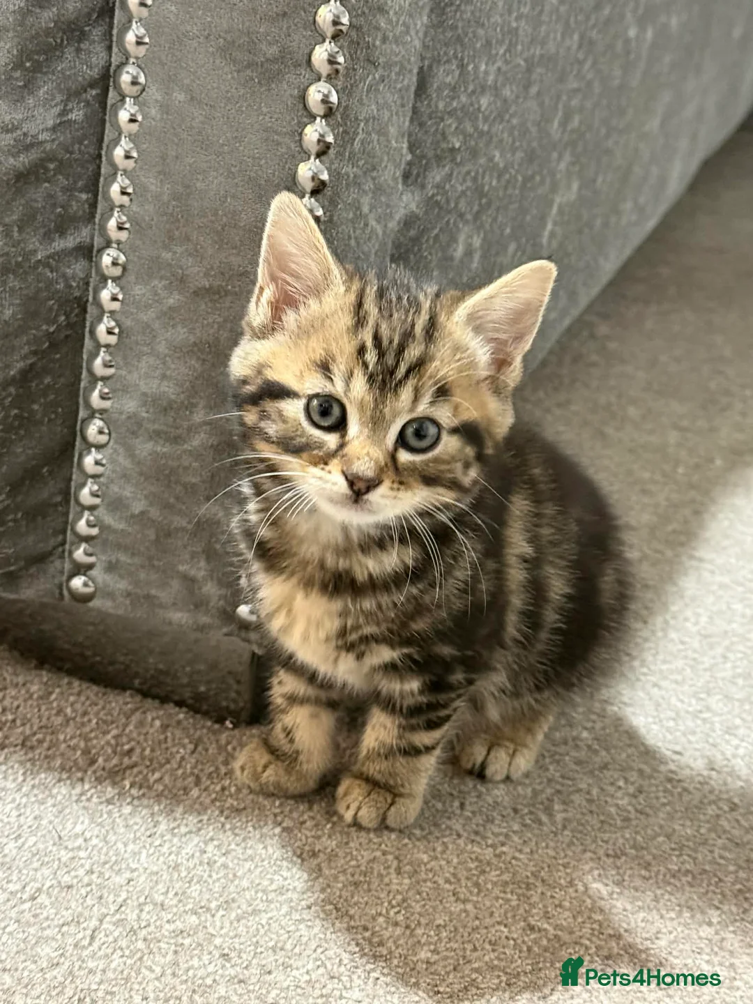 Mixed Breed cats for sale: Kittens ready to go - Advert 2