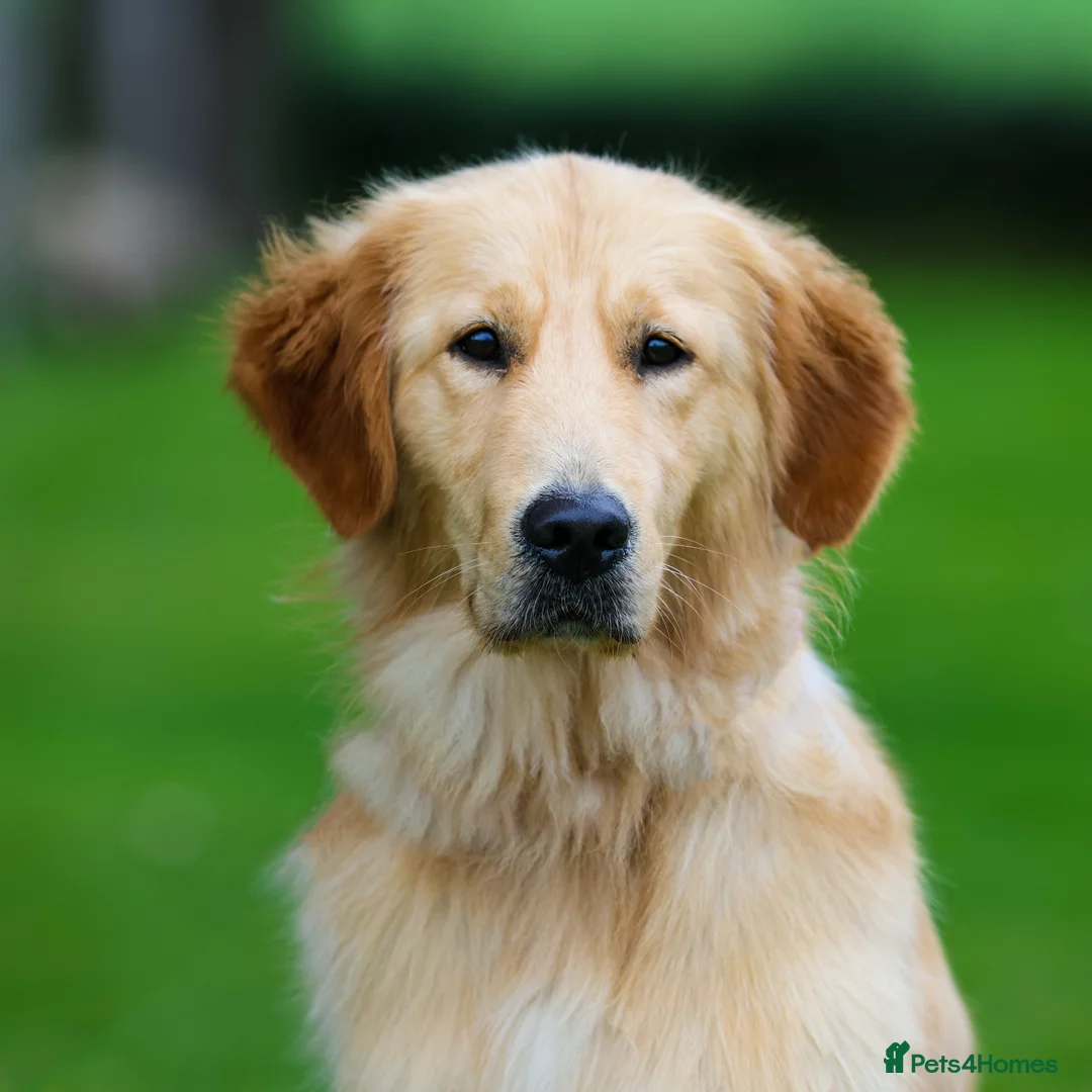 Golden Retriever dogs for sale: Best Mate Bestie - Advert 1