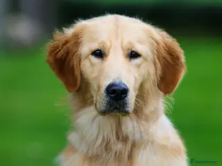 Golden Retriever dogs Best Mate Bestie - Advert 1