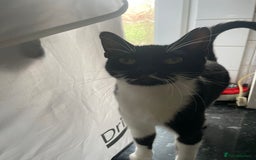 Mixed Breed cats for sale: Kitten and mother rehome Asap.  - Image 3