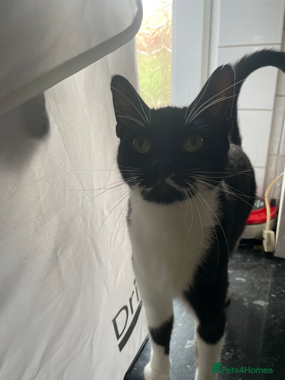 Mixed Breed cats for sale: Kitten and mother rehome Asap.  - Image 3