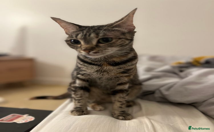 Domestic Shorthair cats - Advert 13