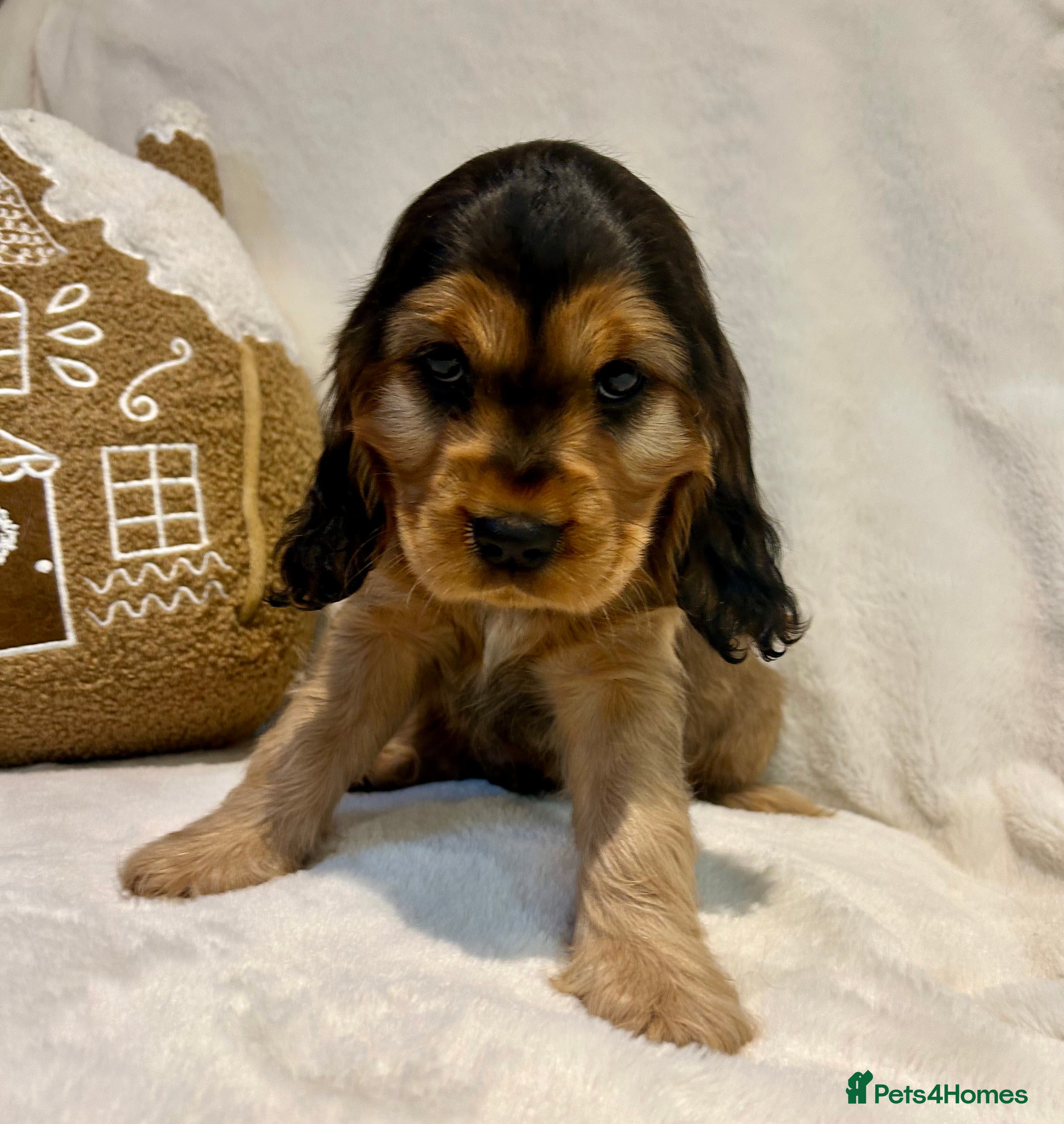 Cockalier dogs Adorable cockalier puppies 💙🩵💜❤️🩷 - Advert 18