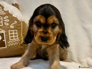 Cockalier dogs Adorable cockalier puppies 💙🩵💜❤️🩷 - Advert 2