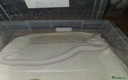 Python Snake reptiles for sale: BEL (blue eyes lucy)  - Image 4
