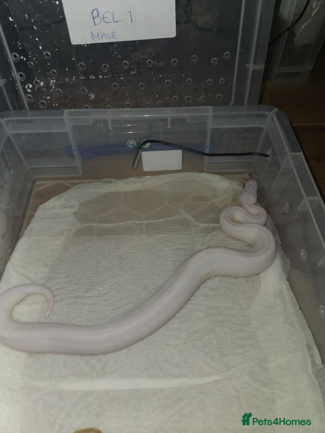 Python Snake reptiles for sale: BEL (blue eyes lucy)  - Image 4