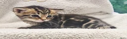 Mixed Breed cats for sale: 3 Gorgeous Kittens - Advert 8