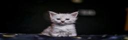 Maine Coon cats for sale: TICA PEDIGREE MAINE COON SHADED KITTENS AVAILABLE - Advert 6