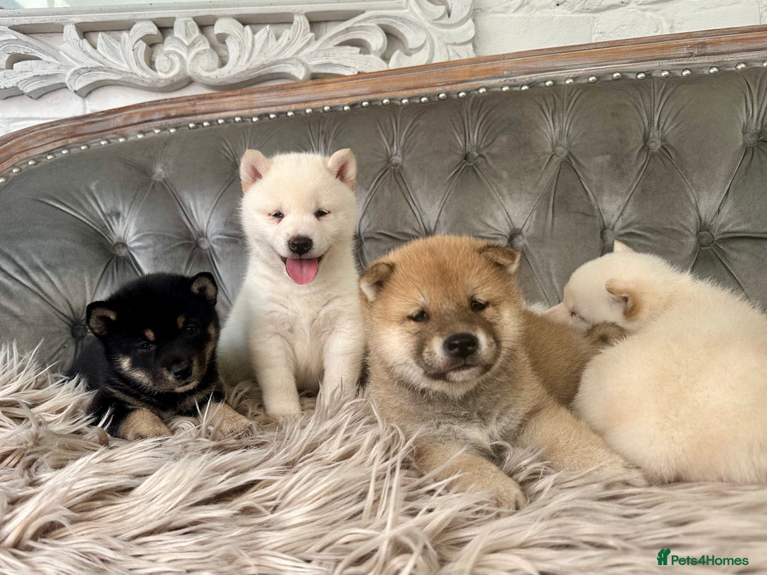 Japanese Shiba Inu dogs for sale: Japanese Shiba Inu puppies HEALTH TESTED - Advert 10