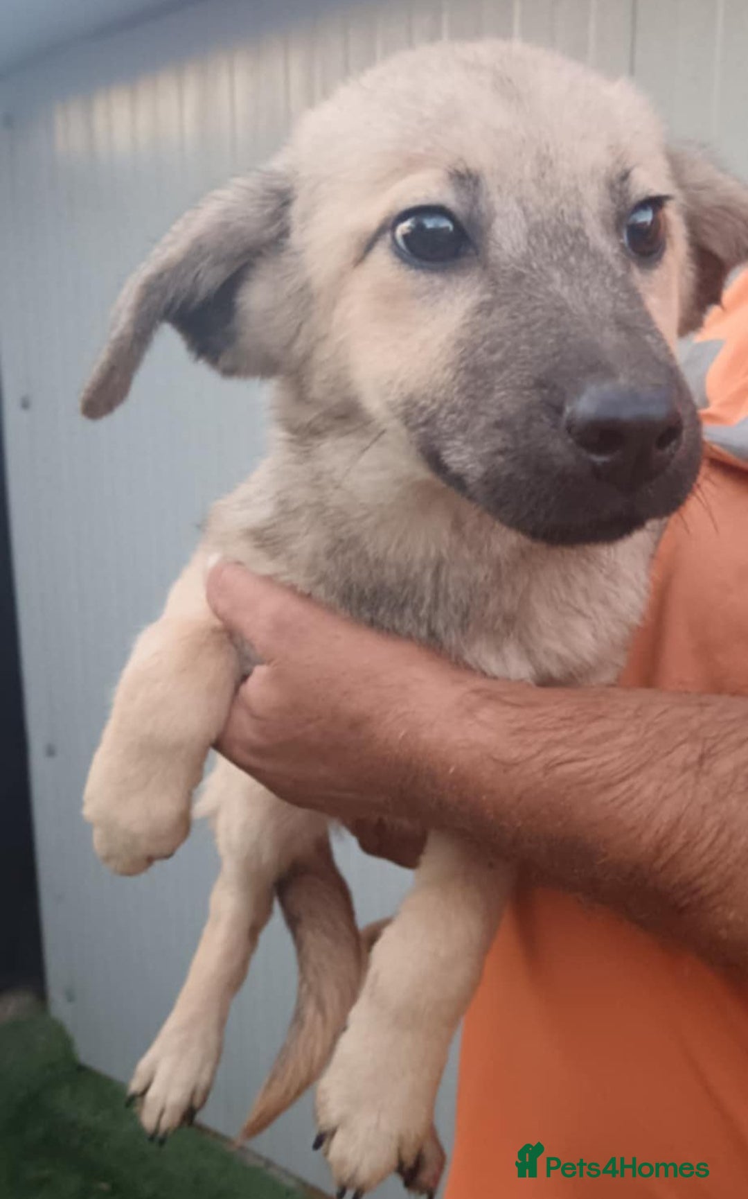 Mixed Breed dogs for adoption: 🐾 Maxie – a brave explorer with a big heart 🐾 - Image 3