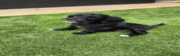Cockapoo dogs for sale: 2 Gorgeous Black Cockapoo Puppies - Family Raised - Advert 13