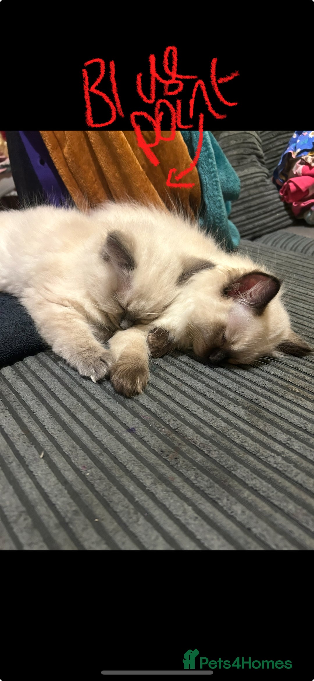 Ragdoll cats for sale: Ragdoll kittens - male - Advert 31