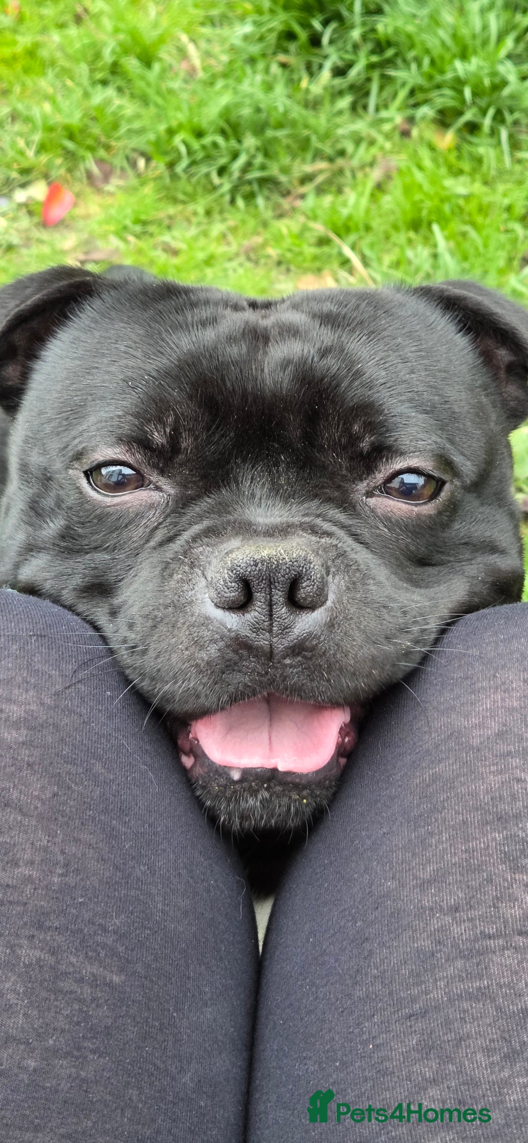 Staffordshire Bull Terrier dogs for stud: **OUTSTANDING**KC REGISTERED**MAXIMUS** - Advert 22