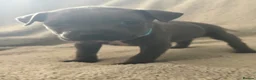 Staffordshire Bull Terrier dogs for sale: Blue Staffordshire Bull Terrier Puppies  - Advert 12