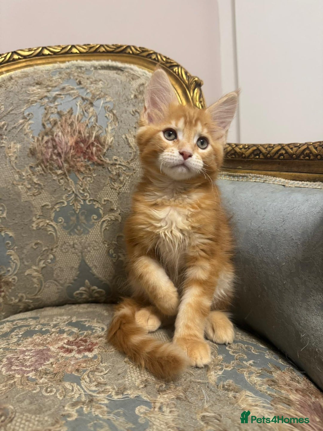 Maine Coon cats for sale: Maine Coon Kittens 🏆 20+ gen 🧬 pedigree 🎄🎄🎄 - Advert 24