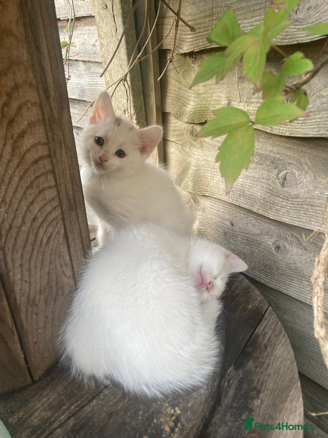 Turkish Van cats for sale: Gorgeous & Loving Turkish Van Kittens - Image 11