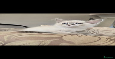 Ragdoll cats - Advert 3