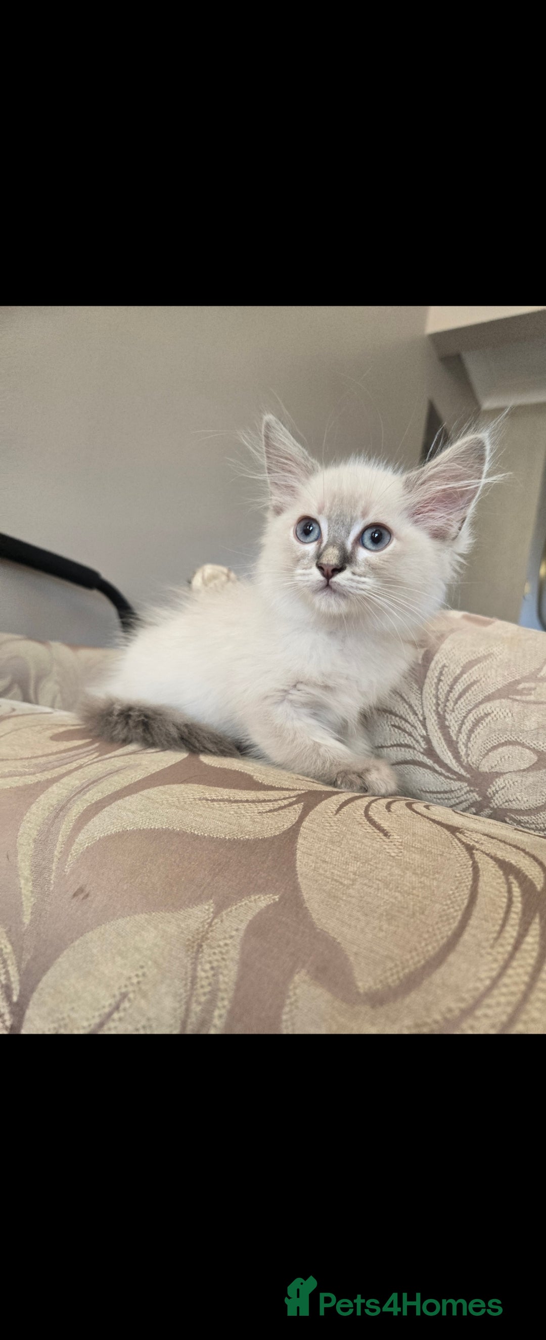 Ragdoll cats for sale: 2 Stunning Ragdolls Kittens Left  - Image 2