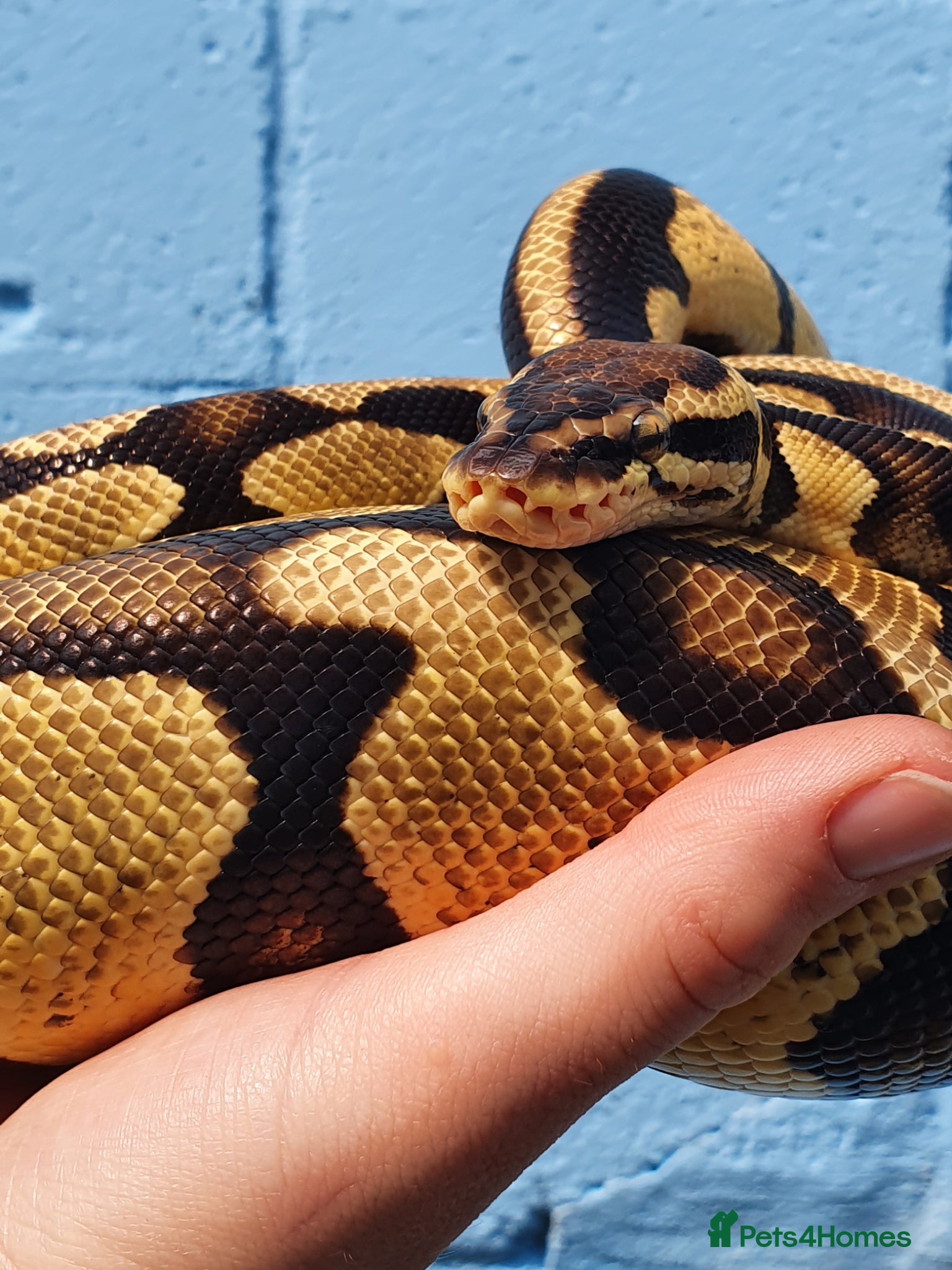 Python Snake reptiles 0.1 Royal Python and 1.0 Royal Python & vivariums  - Advert 3