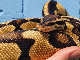 Python Snake reptiles 0.1 Royal Python and 1.0 Royal Python & vivariums - Advert 3