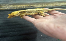 Gecko reptiles for sale: Tri colour lilly white crested gecko  - Image 5