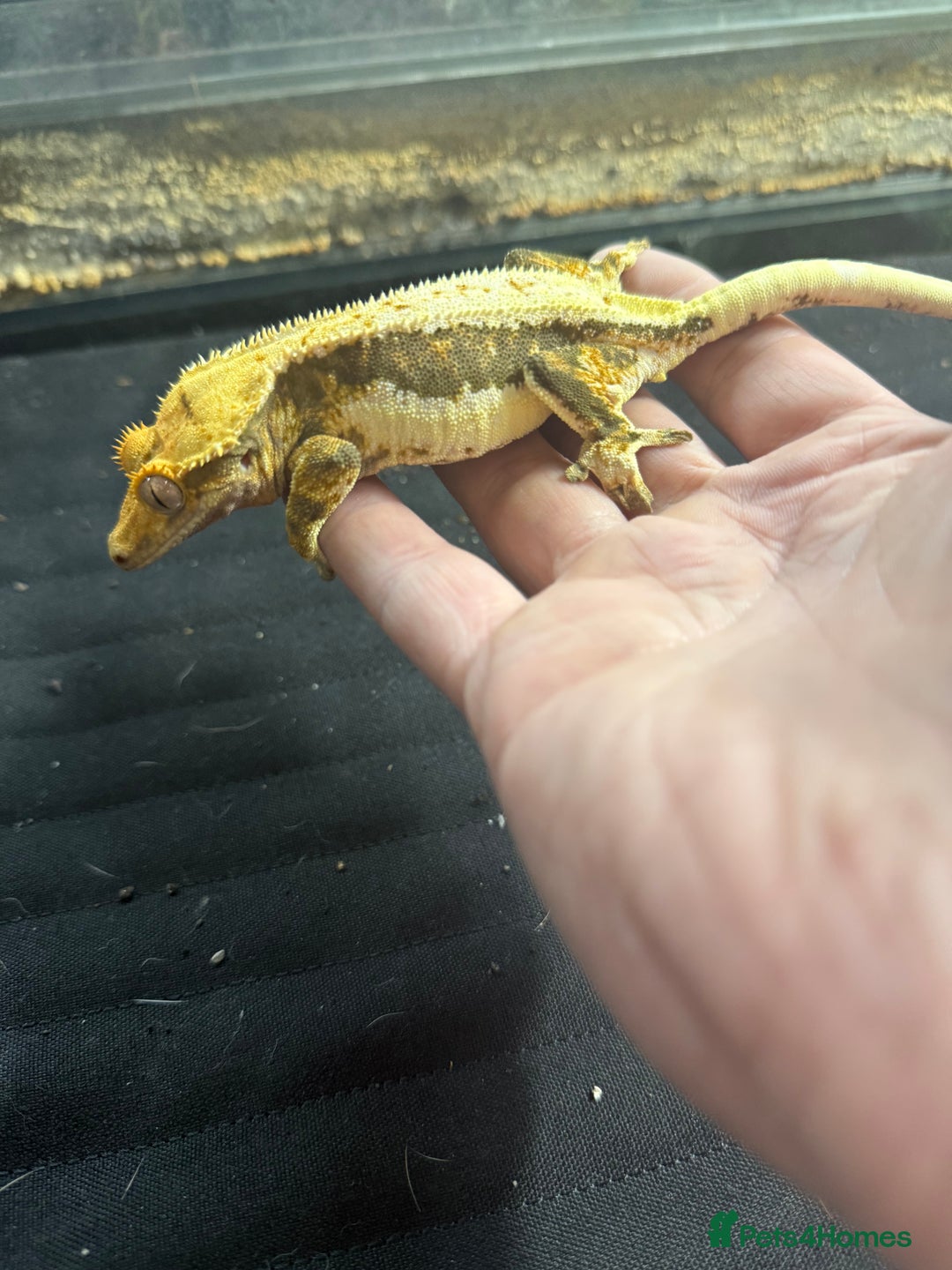 Gecko reptiles for sale: Tri colour lilly white crested gecko  - Image 5