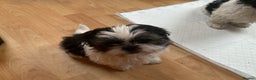 Shih Tzu dogs for sale: Shih Tzu puppies , ready to leave now - Advert 7