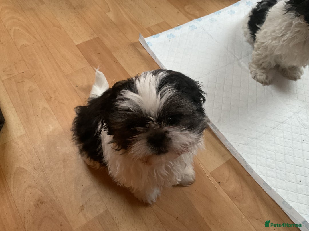 Shih Tzu dogs for sale: Shih Tzu puppies , ready to leave now - Advert 7