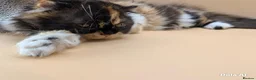 Exotic cats for sale: Meet Calliope- your future landlady  - Advert 9