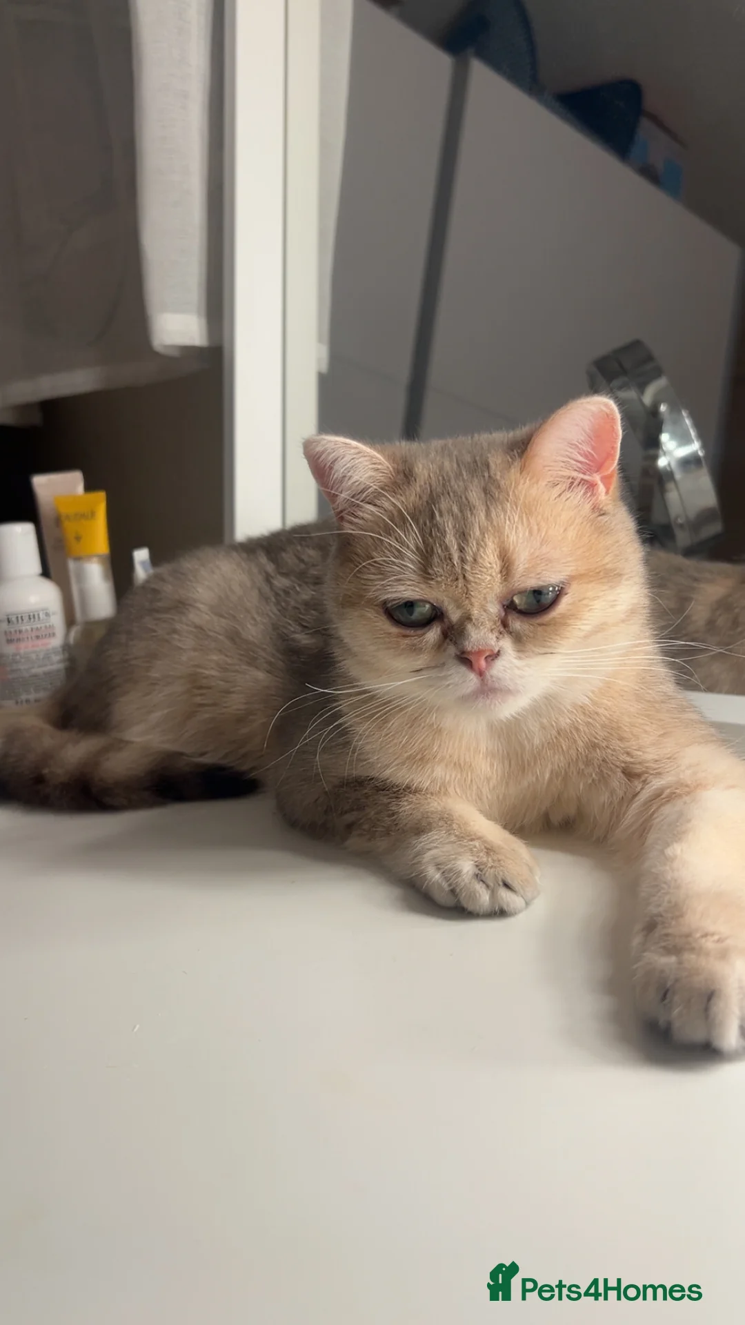 British Shorthair cats for sale: 🍡Mochii | British Shorthair Golden Shaded Apricot - Advert 2
